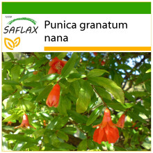 SAFLAX  - Zwerg - Granatapfel - Punica - 50 Samen - Mit Substrat