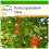 SAFLAX  - Zwerg - Granatapfel - Punica - 50 Samen - Mit Substrat 1