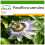 SAFLAX  - Passionsblume - Passiflora - 25 Samen - Mit Substrat 1
