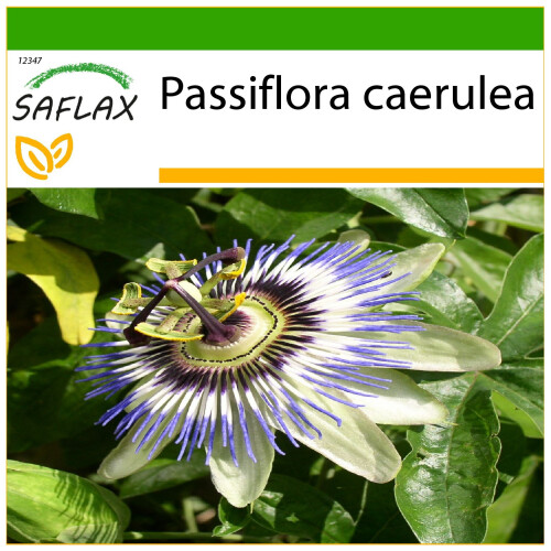 SAFLAX  - Passionsblume - Passiflora - 25 Samen - Mit Substrat