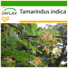 SAFLAX  - Tamarinde - Tamarindus - 4 Samen - Mit Substrat