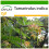 SAFLAX  - Tamarinde - Tamarindus - 4 Samen - Mit Substrat 1