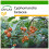 SAFLAX  - Tamarillo - Cyphomandra - 50 Samen - Mit Substrat 1