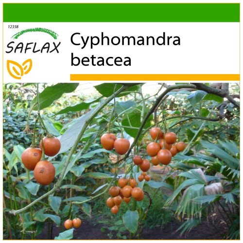 SAFLAX  - Tamarillo - Cyphomandra - 50 Samen - Mit Substrat