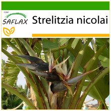 SAFLAX  - Paradiesvogelblume - Strelitzia - 5 Samen - Mit Substrat