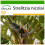 SAFLAX  - Paradiesvogelblume - Strelitzia - 5 Samen - Mit Substrat 1