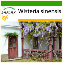 SAFLAX - Glycine de Chine - 4 graines - Avec substrat de culture sans germes - Wisteria sinensis