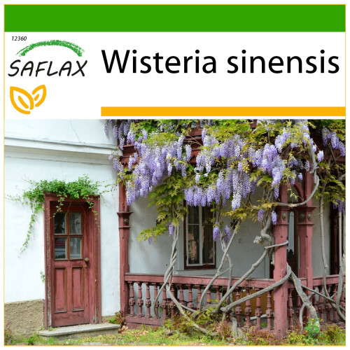 SAFLAX  - Blauregen - Wisteria - 4 Samen - Mit Substrat