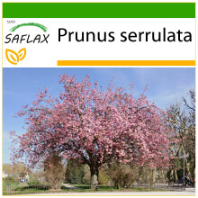 SAFLAX  - Blütenkirsche - Prunus - 30 Samen - Mit Substrat