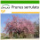 SAFLAX  - Blütenkirsche - Prunus - 30 Samen - Mit Substrat 1