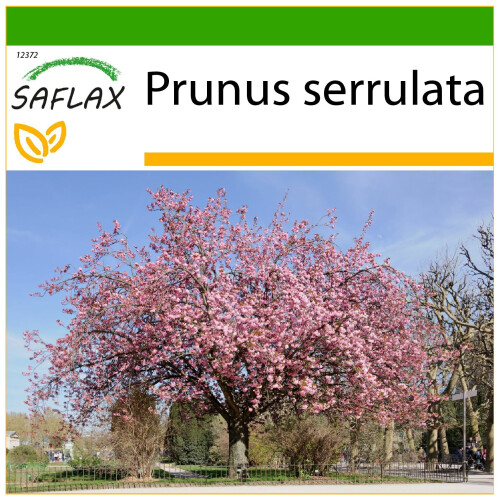 SAFLAX  - Blütenkirsche - Prunus - 30 Samen - Mit Substrat