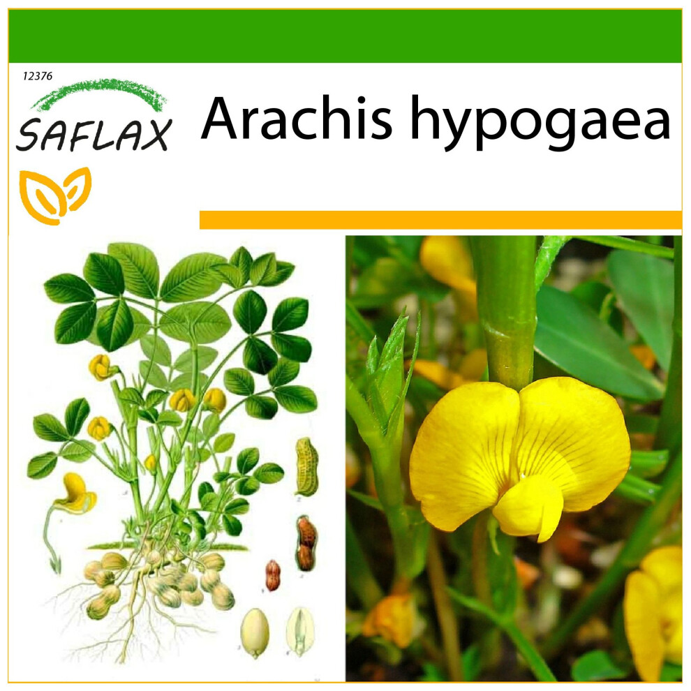 Saflax - Peanut Plant - 8 Seeds - With Potting Substrate For Better Cultivation - Arachis Hypogaea