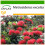 SAFLAX  - Eisenholzbaum - Metrosideros - 300 Samen - Mit Substrat 1