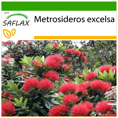 SAFLAX  - Eisenholzbaum - Metrosideros - 300 Samen - Mit Substrat