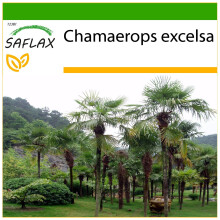 SAFLAX  - Hanfpalme - Chamaerops - 10 Samen - Mit Substrat