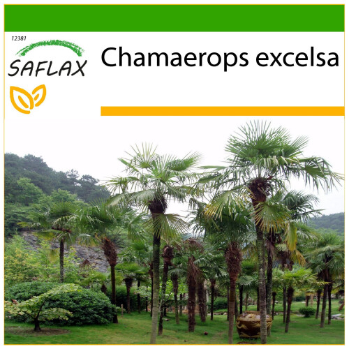 SAFLAX  - Hanfpalme - Chamaerops - 10 Samen - Mit Substrat