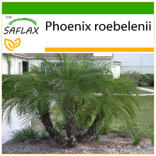 SAFLAX  - Dattelpalme - Phoenix - 25 Samen - Mit Substrat