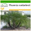 SAFLAX  - Dattelpalme - Phoenix - 25 Samen - Mit Substrat 1