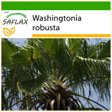 SAFLAX  - Fächerpalme - Washingtonia - 12 Samen - Mit Substrat