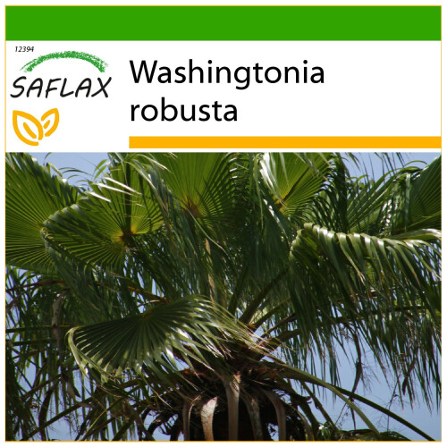 SAFLAX  - Fächerpalme - Washingtonia - 12 Samen - Mit Substrat