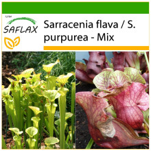 SAFLAX  - Kannenpflanze - Sarracenia - 10 Samen - Mit Substrat
