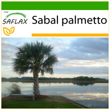 SAFLAX  - Palmettopalme - Sabal - 8 Samen - Mit Substrat