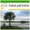 SAFLAX  - Palmettopalme - Sabal - 8 Samen - Mit Substrat 1