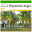 SAFLAX  - Königspalme - Roystonia - 8 Samen - Mit Substrat 1