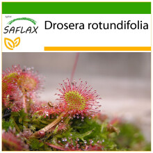 SAFLAX  - Rundblättriger Sonnentau - Drosera - 50 Samen - Mit Substrat