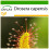 SAFLAX  - Sonnentau - Drosera - 200 Samen - Mit Substrat 1