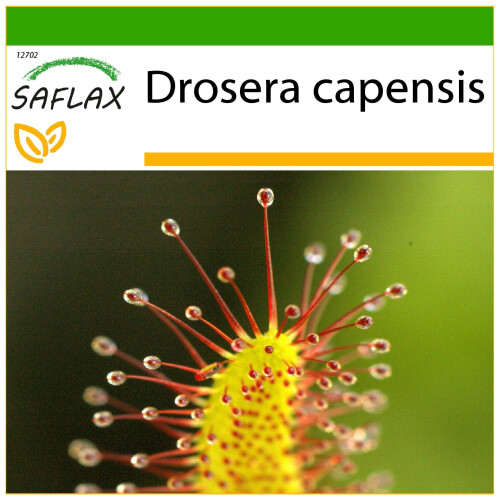 SAFLAX  - Sonnentau - Drosera - 200 Samen - Mit Substrat
