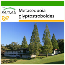 SAFLAX  - Urwelt - Mammutbaum - Metasequoia - 60 Samen - Mit Substrat