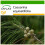 SAFLAX  - Känguruhbaum - Casuarina - 200 Samen - Mit Substrat 1