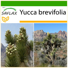 SAFLAX  - Joshua Tree - Yucca - 10 Samen - Mit Substrat
