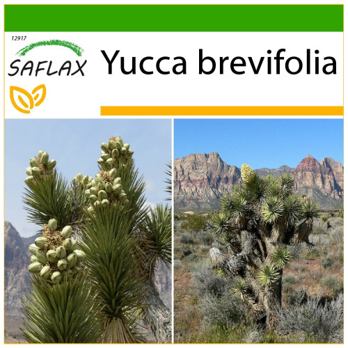 SAFLAX  - Joshua Tree - Yucca - 10 Samen - Mit Substrat