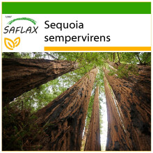 SAFLAX  - Küsten - Mammutbaum - Sequoia - 50 Samen - Mit Substrat
