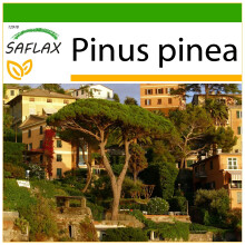 SAFLAX  - Mittelmeerpinie - Pinus - 6 Samen - Mit Substrat