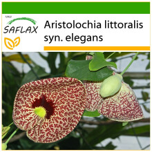 SAFLAX  - Gespensterpflanze - Aristolochia - 80 Samen - Mit Substrat