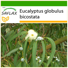 SAFLAX - Eucalyptus (bicostata) - 100 graines - Avec substrat de culture sans germes - Eucalyptus globulus bicostata