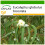 SAFLAX  - Eucalyptus (bicostata) - Eucalyptus - 100 Samen - Mit Substrat 1