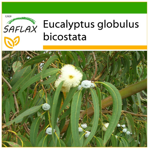 SAFLAX  - Eucalyptus (bicostata) - Eucalyptus - 100 Samen - Mit Substrat