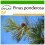 SAFLAX  - Goldkiefer - Pinus - 20 Samen - Mit Substrat 1