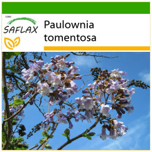 SAFLAX - Princess Tree - 200 seeds - With potting substrate for better cultivation - Paulownia tomentosa