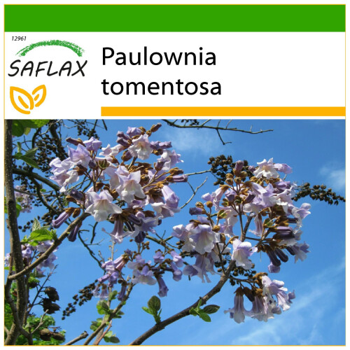 SAFLAX  - Blauglockenbaum - Paulownia - 200 Samen - Mit Substrat