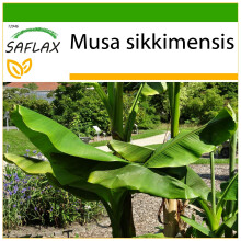 SAFLAX - Darjeeling - Banane - Musa - 5 Samen - Mit Substrat