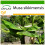SAFLAX  - Darjeeling - Banane - Musa - 5 Samen - Mit Substrat 1