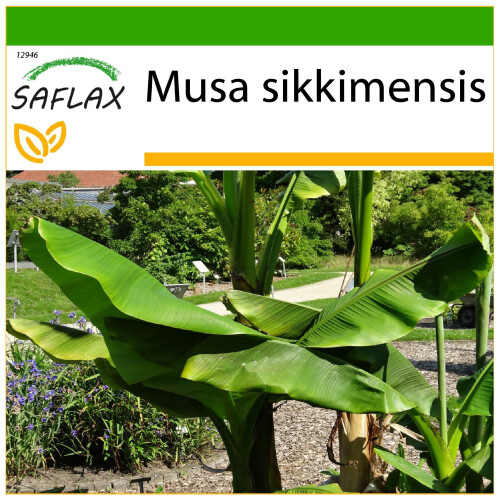 SAFLAX  - Darjeeling - Banane - Musa - 5 Samen - Mit Substrat