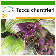SAFLAX - Fleur chauve-souris - 10 graines - Avec substrat de culture sans germes - Tacca chantrieri