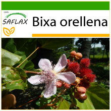 SAFLAX  - Lippenstiftstrauch - Bixa - 20 Samen - Mit Substrat