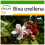 SAFLAX  - Lippenstiftstrauch - Bixa - 20 Samen - Mit Substrat 1